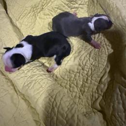 Tux - Black and white male Chihuahua puppy in Tyler, Texas from Fancy Pants Chihuahua’s