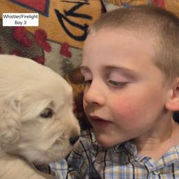Whistler Boy 3 - Golden male Golden Retriever puppy in Niles, Michigan from Composer Goldens