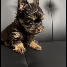 Dora - Chocolate and tan female Yorkshire Terrier puppy in California from All Star Yorkies