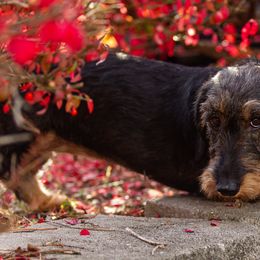 Dachshunds from Kaviroz Dachshunds
