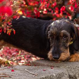 Dachshunds from Kaviroz Dachshunds