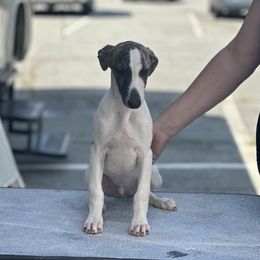Boy 2 - White and fawn brindle male Whippet puppy in Max Meadows, Virginia from RAJOPA WHIPPETS