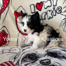 Zoey - Parti female Yorkshire Terrier puppy in Dierks, Arkansas from Yorkie’s Klassie Kreations
