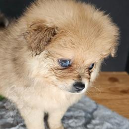 Pepper's Long Shot - Archer - Blue merle male Pomeranian puppy in Plant City, Florida from Pepper's Pomeranians