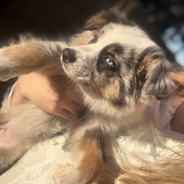 Miniature Australian Shepherd Puppies from Peace Creek Aussies