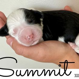 Summit - female Australian Mountain Doodle puppy in Chattanooga, Tennessee from Scenic City Doodles