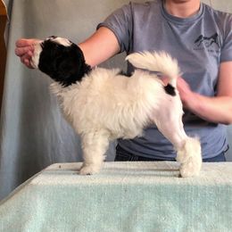 Lowchen Puppies from Dragonne Lowchen