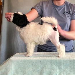 Lowchen Puppies from Dragonne Lowchen