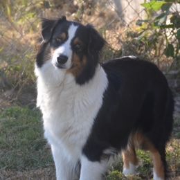 Ivy - Australian Shepherd