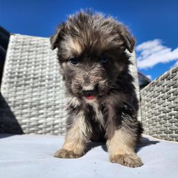 Litwak - Blue male German Shepherd puppy in Los Lunas, New Mexico from Mali's German Shepherds LLC