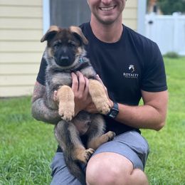 German Shepherd Puppies from Royalty German Shepherds