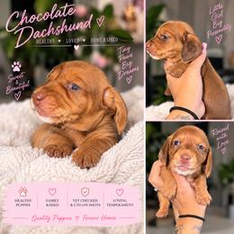 Sally - Chocolate female Dachshund puppy in Slaton, Texas from Double T Dachshunds