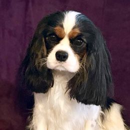 Candy - Cavalier King Charles Spaniel