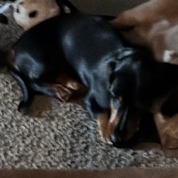 Layle - Dachshund