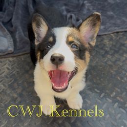 Yellow - Black and tan female Pembroke Welsh Corgi puppy in Baker, Florida from CWJ Kennels