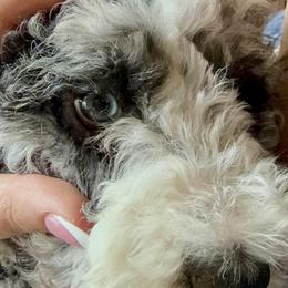 Bernedoodle, Cavalier King Charles Spaniel, and Poodle Puppies from Ellas.Pups (Bernedoodles & Cavapoos)