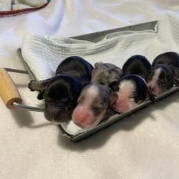 Dachshund puppies from Canisteo Dachshunds