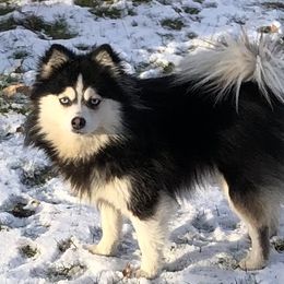 Gabi - Pomsky