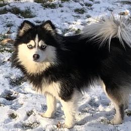 Gabi - Pomsky