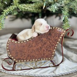 Sugar - Piebald male Dachshund puppy in Kissimmee, Florida from Mini Doxie Cuties