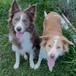 Border Collie puppies from Collie Wood Hills
