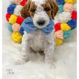 Tex - Parti male Goldendoodle puppy in State Road, North Carolina from Must Love Doodles