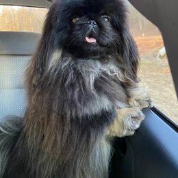 Malachi - Pekingese