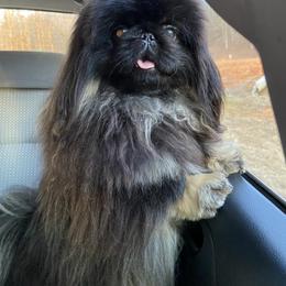 Malachi - Pekingese