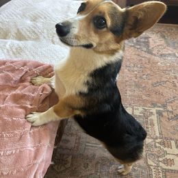 Harlee Mae - Pembroke Welsh Corgi