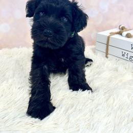 Green collar Boy - Black male Miniature Schnauzer puppy in Springfield, Tennessee from My Lovable Schnauzers