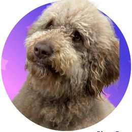 Milo - Goldendoodle