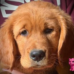 Pink Foo from our Chinese New Year litter - Dark golden female Golden Retriever puppy in Fisher, Illinois from Aslan's Pride of Fidei Family Farms