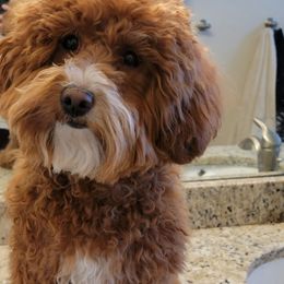 "Mom" Goldendoodle All Grown Up from Oodles of Doodles