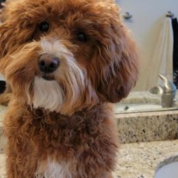 "Mom" Goldendoodle All Grown Up from Oodles of Doodles