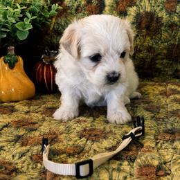 Lucy - White female Coton de Tulear puppy in Brogden, North Carolina from Seven Seas Cotons