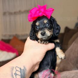 Sydney - Black and cream female Dachshund puppy in Hornbeck, Louisiana from A&Z Mini Dachshunds