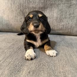 JJ - Black and cream male Dachshund puppy in Stamford, Texas from West Texas Miniature Dachshunds