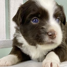 Elbert - Red tri Miniature Australian Shepherd puppy in Jerome, Idaho from Merrick Mini Aussies