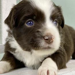 Elbert - Red tri Miniature Australian Shepherd puppy in Jerome, Idaho from Merrick Mini Aussies