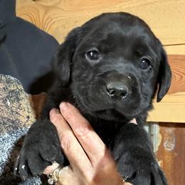 Pepper Phillips Black girl - 6377 - Black female Labrador Retriever puppy in Brandywine, Maryland from QVR Labradors and Leonbergers