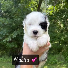 MAKITA - Gray and white female Old English Sheepdog puppy in Syracuse, Indiana from Ridgeruns OES