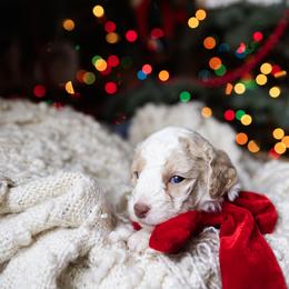 Aussiedoodle and Australian Mountain Doodle Puppies from Farmstead Doodles