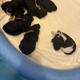 Poodle Puppies from Foot Hills Amazing Poodles