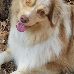 Miniature Australian Shepherd All Grown Up from Shady D Aussies