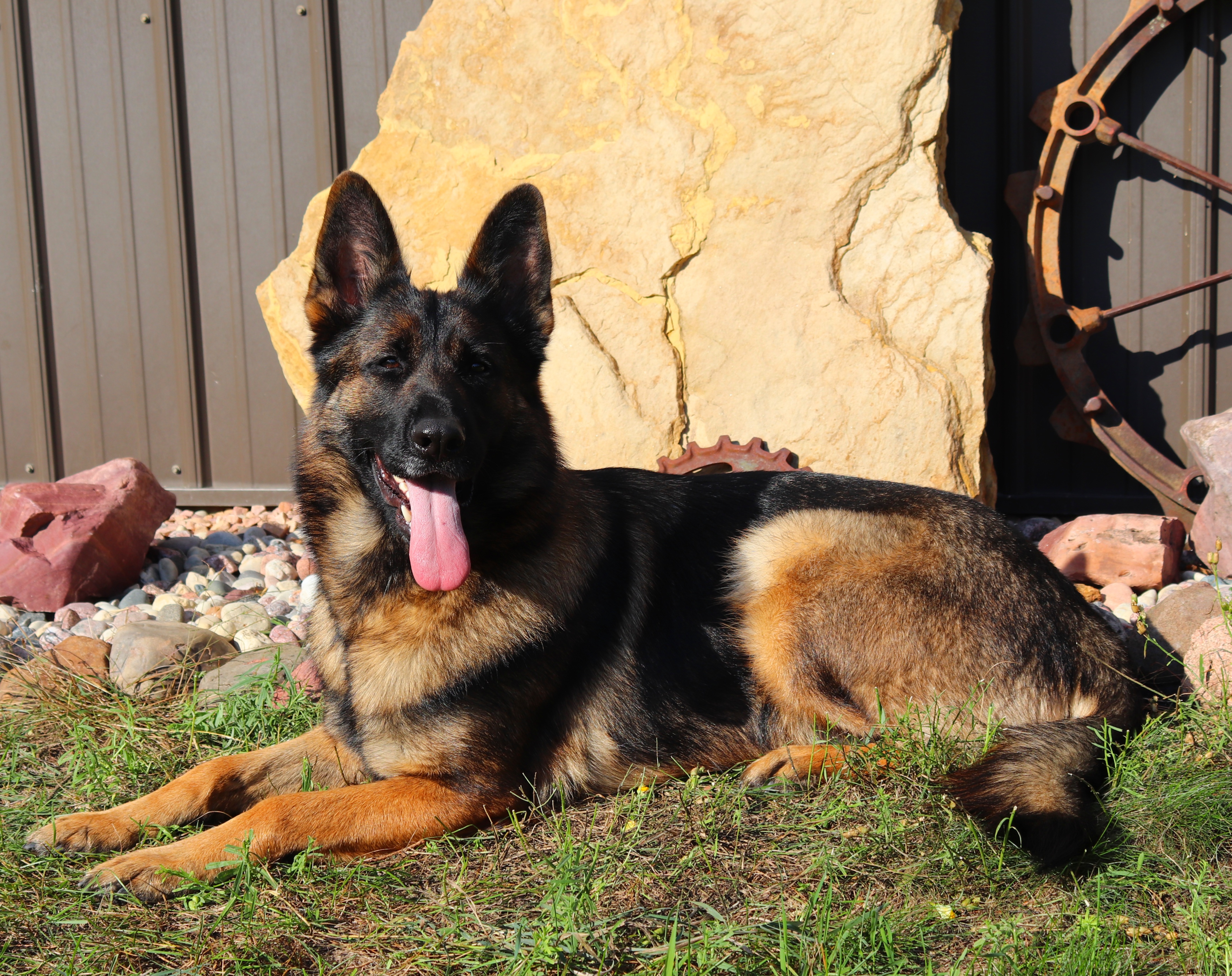 Hestia - German Shepherd