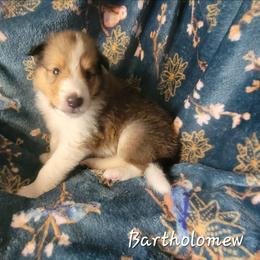 Bartholomew - Sable and white male Collie puppy in Mattoon, Illinois from Gold Leaf Collies