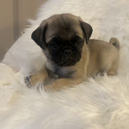 Boy 3 - Pug puppy in Alabama from Pug Love of Opelika Alabama