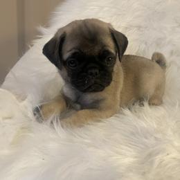 Boy 3 - Pug puppy in Alabama from Pug Love of Opelika Alabama