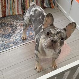 North - French Bulldog