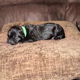 Female 1 - Black female Cane Corso puppy in Jasper, Alabama from C&M Cane Corso